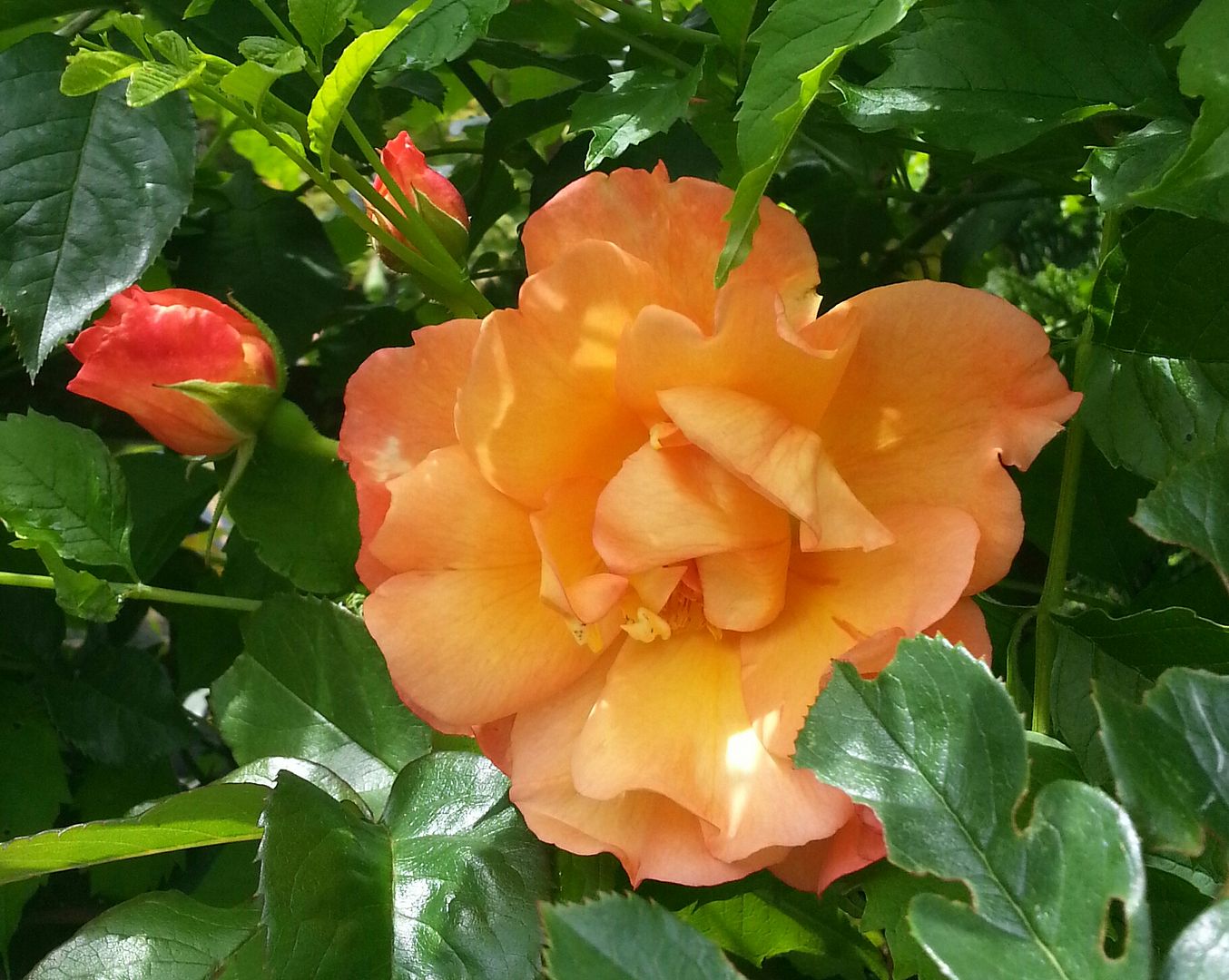  photo 20140615_111157-1_zpsdecshnjj.jpg